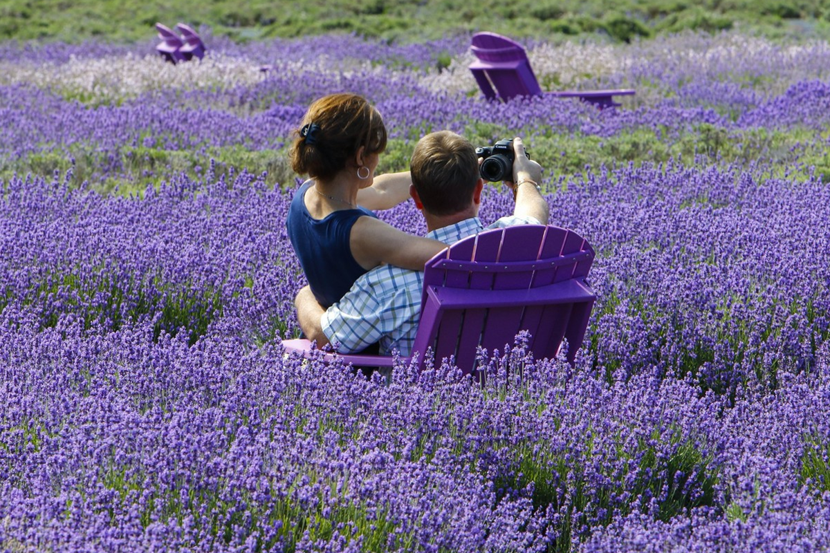Reasons Why You Should Visit New Mexico Lavender Farm-1